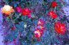 Rosarium-Sangerhausen-Deutschland-2012-120901-DSC_0553.jpg