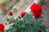 Rosarium-Sangerhausen-Deutschland-2012-120901-DSC_0568.jpg