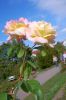 Rosarium-Sangerhausen-Deutschland-2012-120901-DSC_0598.jpg