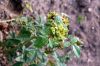 Rosarium-Sangerhausen-Deutschland-2012-120901-DSC_0606.jpg