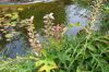 Rosarium-Sangerhausen-Deutschland-2012-120901-DSC_0754.jpg