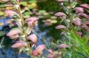 Rosarium-Sangerhausen-Deutschland-2012-120901-DSC_0756.jpg