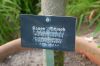 Rosarium-Sangerhausen-Deutschland-2012-120901-DSC_0761.jpg