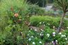 Rosarium-Sangerhausen-Deutschland-2012-120901-DSC_0763.jpg