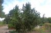 Rosarium-Sangerhausen-Deutschland-2012-120901-DSC_0794.jpg