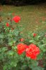 Rosarium-Sangerhausen-Deutschland-2012-120901-DSC_0840.jpg