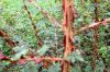 Rosarium-Sangerhausen-Deutschland-2012-120901-DSC_0886.jpg