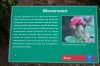 Rosarium-Sangerhausen-Deutschland-2012-120901-DSC_0908.jpg