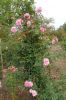 Rosarium-Sangerhausen-Deutschland-2012-120901-DSC_0921.jpg