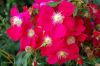 Rosarium-Sangerhausen-Deutschland-2012-120901-DSC_0932.jpg