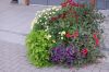 Rosarium-Sangerhausen-Deutschland-2012-120901-DSC_0967.jpg