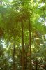 Planten-un-Blomen-Park-Hamburg-2013-120904-DSC_0172.jpg