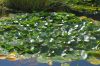 Planten-un-Blomen-Park-Hamburg-2013-120904-DSC_0624.jpg