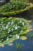 Planten-un-Blomen-Park-Hamburg-2013-120904-DSC_0625.jpg