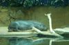 Zoologischer-Garten-Berlin-2013-130506-DSC_0065.jpg