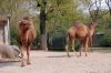 Zoologischer-Garten-Berlin-2013-130506-DSC_0101.jpg