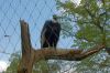 Zoologischer-Garten-Berlin-2013-130506-DSC_0211.jpg