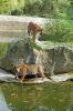 Zoologischer-Garten-Berlin-2013-130506-DSC_0335.jpg