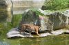 Zoologischer-Garten-Berlin-2013-130506-DSC_0336.jpg