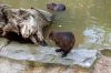 Zoologischer-Garten-Berlin-2013-130506-DSC_0558.jpg