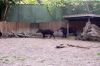 Zoologischer-Garten-Berlin-2013-130506-DSC_0689.jpg