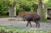 Zoologischer-Garten-Berlin-2013-130506-DSC_0697.jpg