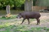 Zoologischer-Garten-Berlin-2013-130506-DSC_0700.jpg