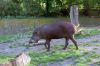 Zoologischer-Garten-Berlin-2013-130506-DSC_0702.jpg