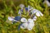 Botanischer-Garten-Leipzig-Sachsen-2013-130725-DSC_0540.jpg