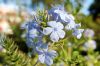 Botanischer-Garten-Leipzig-Sachsen-2013-130725-DSC_0542.jpg