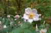 Botanischer-Garten-Leipzig-Sachsen-2013-130725-DSC_0559.jpg