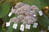 Botanischer-Garten-Leipzig-Sachsen-2013-130725-DSC_0564.jpg