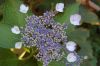 Botanischer-Garten-Leipzig-Sachsen-2013-130725-DSC_0566.jpg