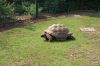 Tierpark-Berlin-Friedrichsfelde-2013-130810-DSC_0121.jpg