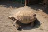 Tierpark-Berlin-Friedrichsfelde-2013-130810-DSC_0131.jpg