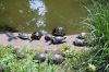 Tierpark-Berlin-Friedrichsfelde-2013-130810-DSC_0170.jpg