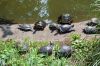 Tierpark-Berlin-Friedrichsfelde-2013-130810-DSC_0172.jpg