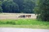 Tierpark-Berlin-Friedrichsfelde-2013-130810-DSC_0566.jpg