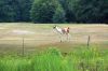 Tierpark-Berlin-Friedrichsfelde-2013-130810-DSC_0567.jpg