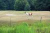 Tierpark-Berlin-Friedrichsfelde-2013-130810-DSC_0567.jpg