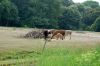 Tierpark-Berlin-Friedrichsfelde-2013-130810-DSC_0568.jpg