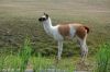 Tierpark-Berlin-Friedrichsfelde-2013-130810-DSC_0571.jpg