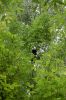 Tierpark-Berlin-Friedrichsfelde-2013-130810-DSC_0583.jpg