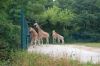 Tierpark-Berlin-Friedrichsfelde-2013-130810-DSC_0607.jpg