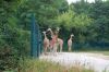 Tierpark-Berlin-Friedrichsfelde-2013-130810-DSC_0608.jpg