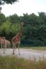 Tierpark-Berlin-Friedrichsfelde-2013-130810-DSC_0609.jpg