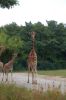 Tierpark-Berlin-Friedrichsfelde-2013-130810-DSC_0610.jpg