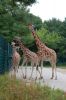 Tierpark-Berlin-Friedrichsfelde-2013-130810-DSC_0612.jpg