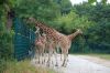 Tierpark-Berlin-Friedrichsfelde-2013-130810-DSC_0613.jpg