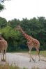 Tierpark-Berlin-Friedrichsfelde-2013-130810-DSC_0615.jpg